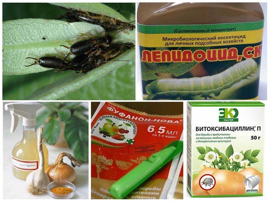 Вред от двухвостки и проверенные способы уничтожения. эффективное средство от двухвосток на участке