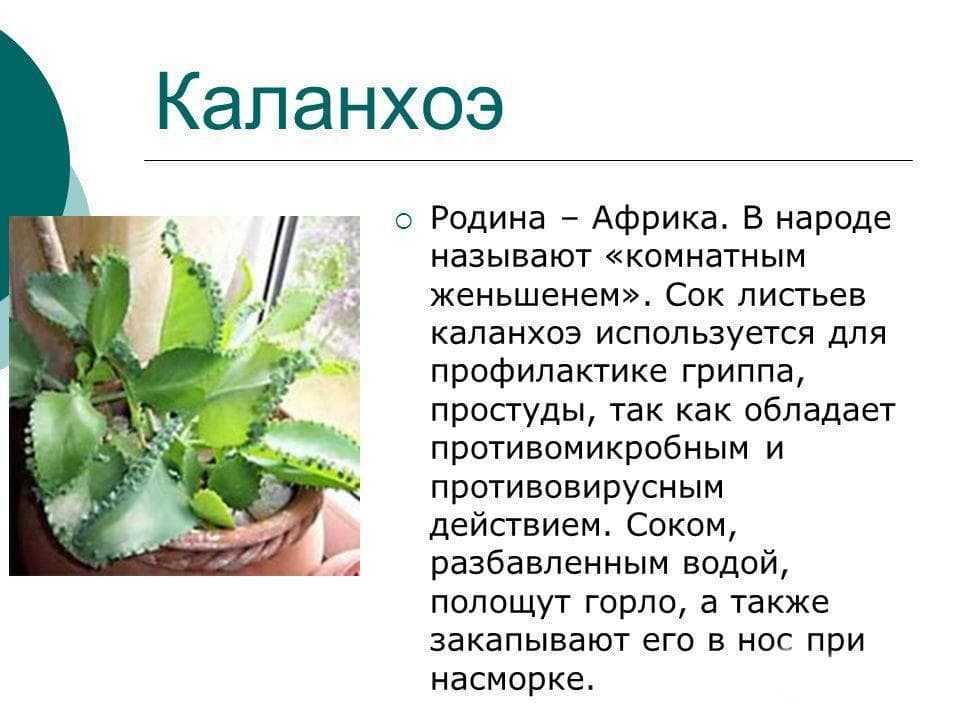 Цветок каланхоэ: уход в домашних условиях. фото.