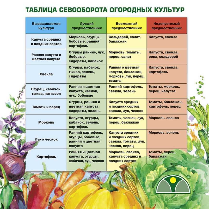 Посадка моркови под зиму: как сделать это правильно