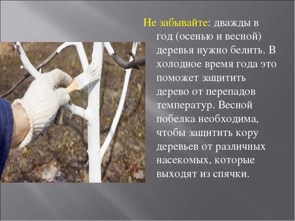 Побелка деревьев. для чего нужна, когда и чем белить деревья