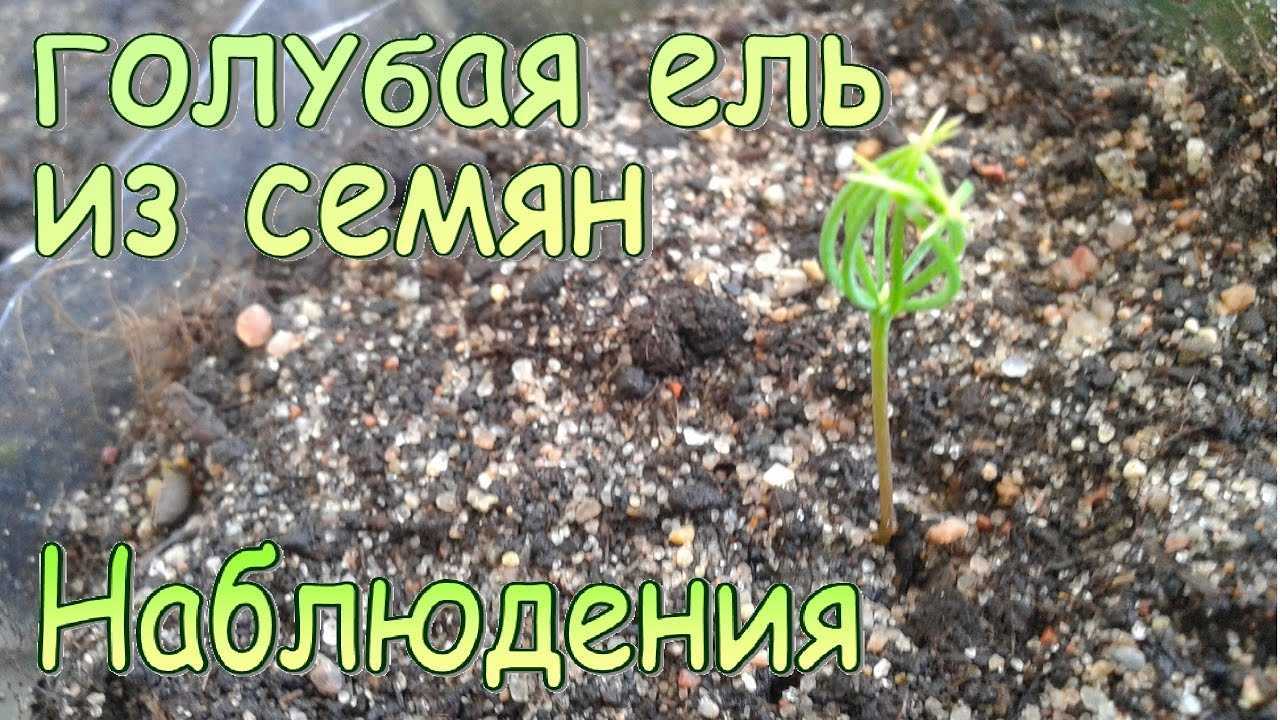 Как вырастить голубую ель из семян в домашних условиях - видеоинструкция для начинающих, описание ухода и советы по выращиванию (95 фото)
