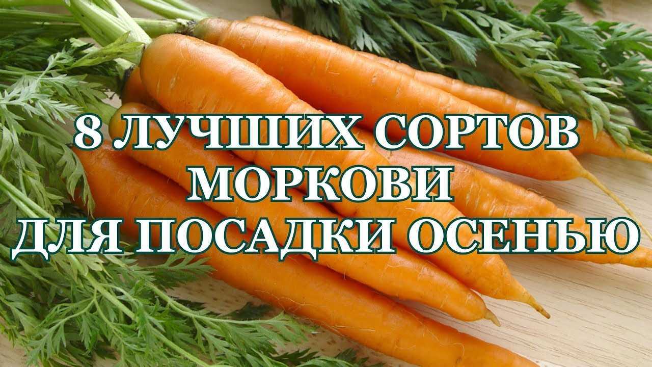 Посадка моркови осенью под зиму: сроки в 2022 году, подходящие сорта |