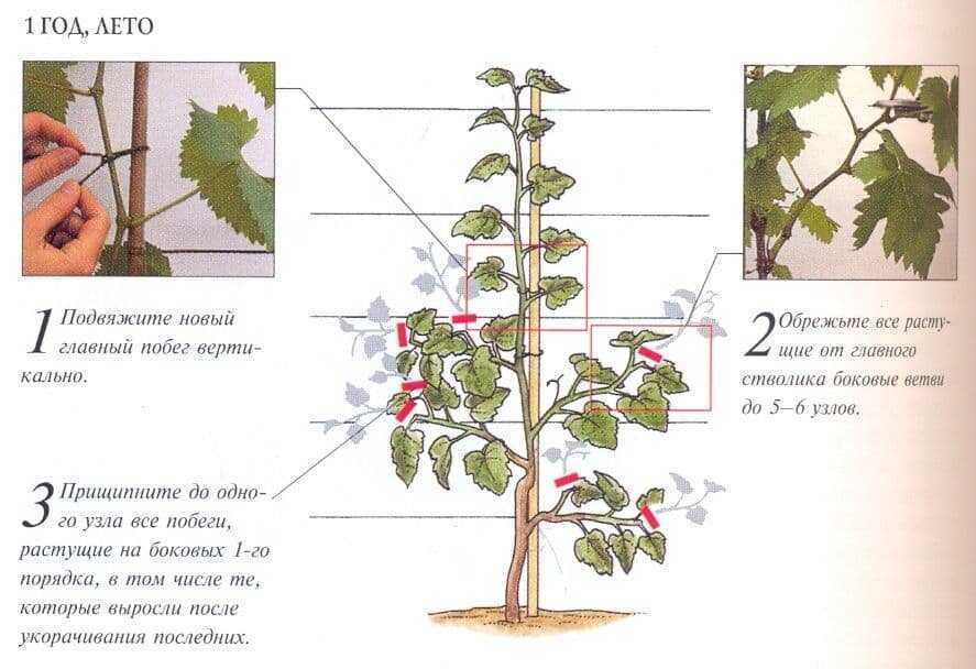Как формировать виноград летом от ненужных побегов схема