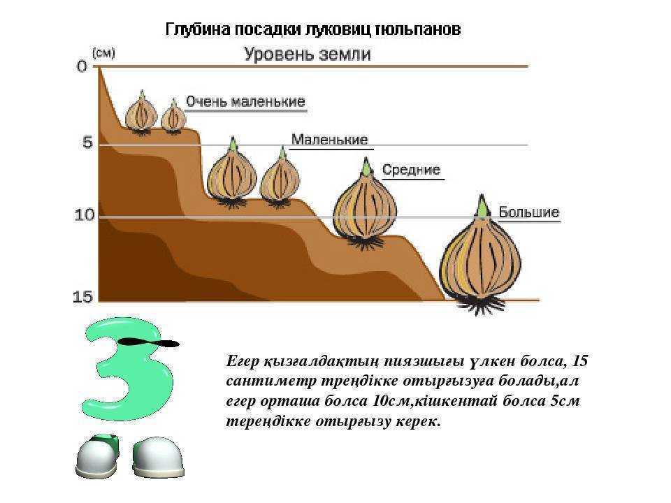 Схема посадки лилий