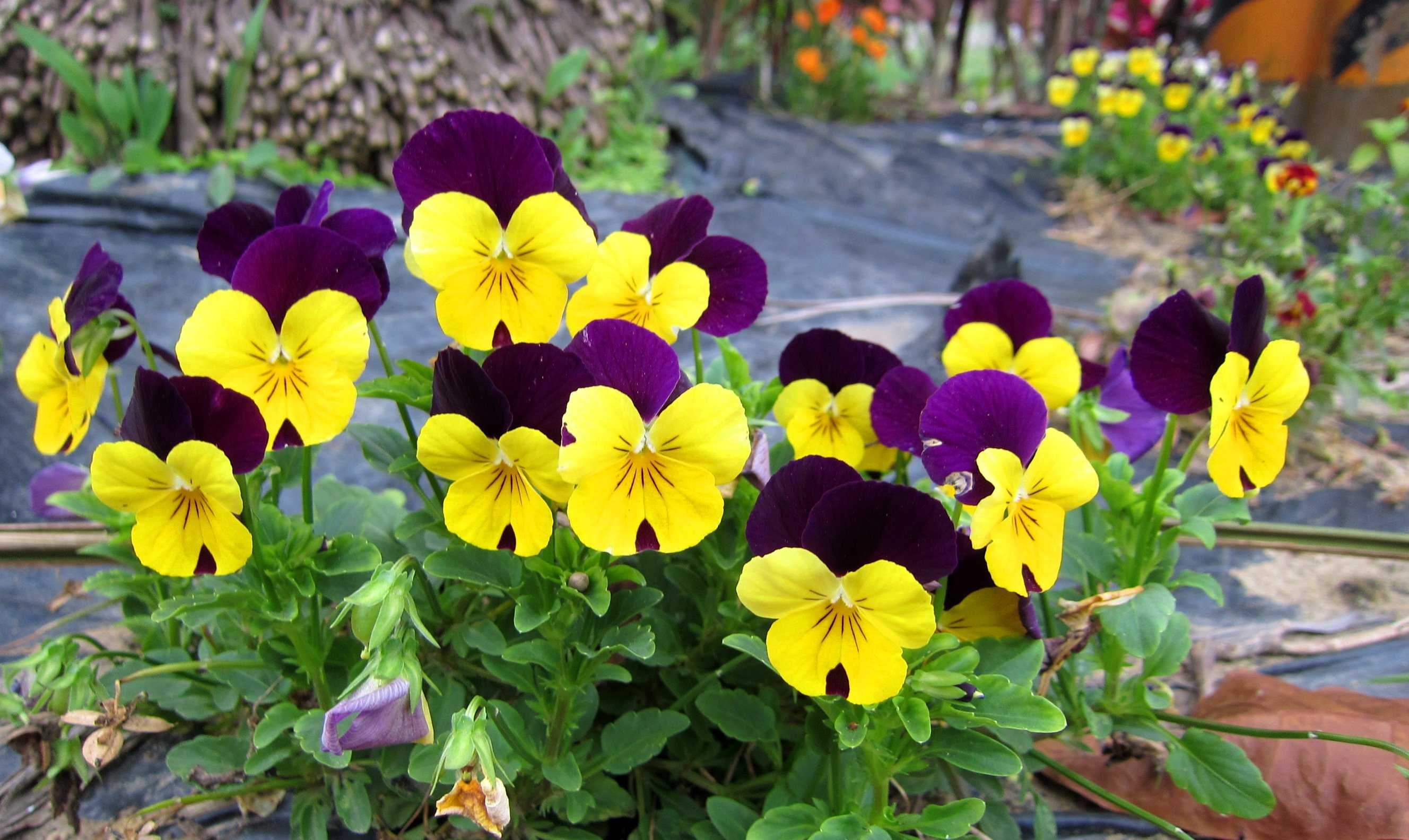 Виола цветы фото выращивание и уход многолетние