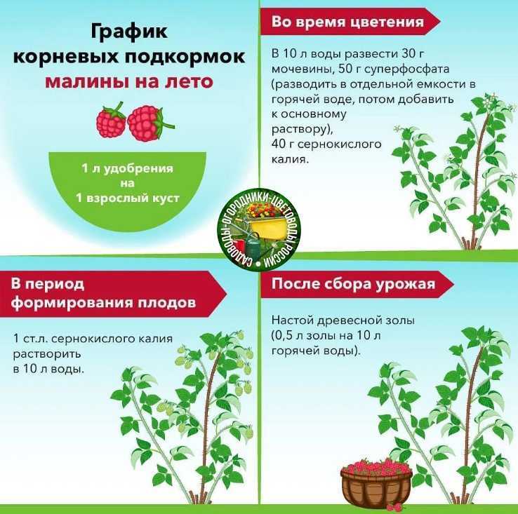 Правильный уход за вишней осенью и подготовка к зиме | садоводство24