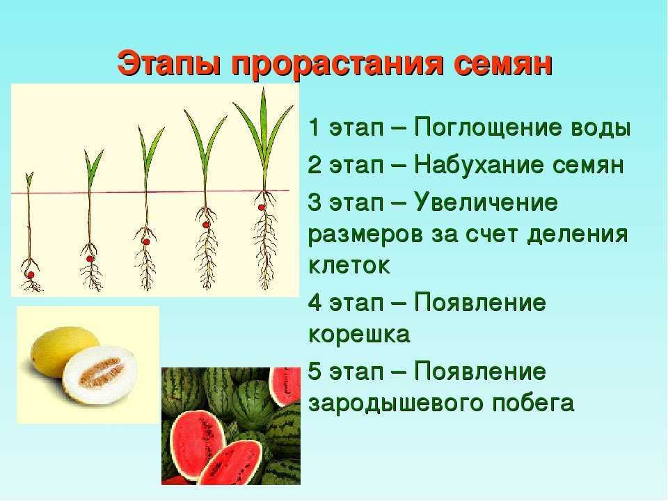 На доброй почве что бы не посеял все прорастет схема