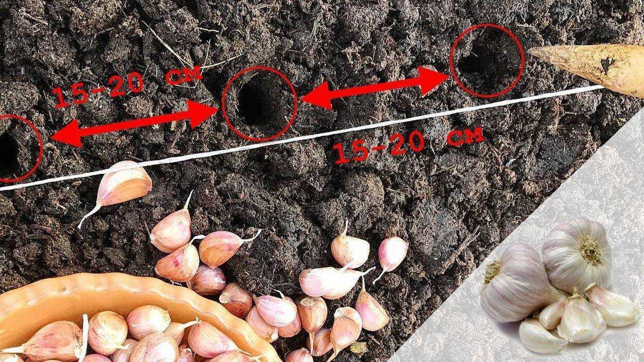 Как растет чеснок из зубчиков поэтапно с фото пошагово