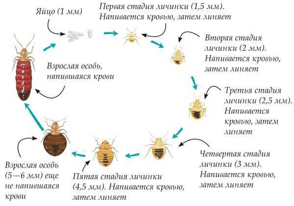 Постельный клоп полное или неполное превращение. Цикл развития постельного клопа. Тип развития превращением постельного клопа. Фазы развития клопов постельных. Постельный клоп стадии развития.