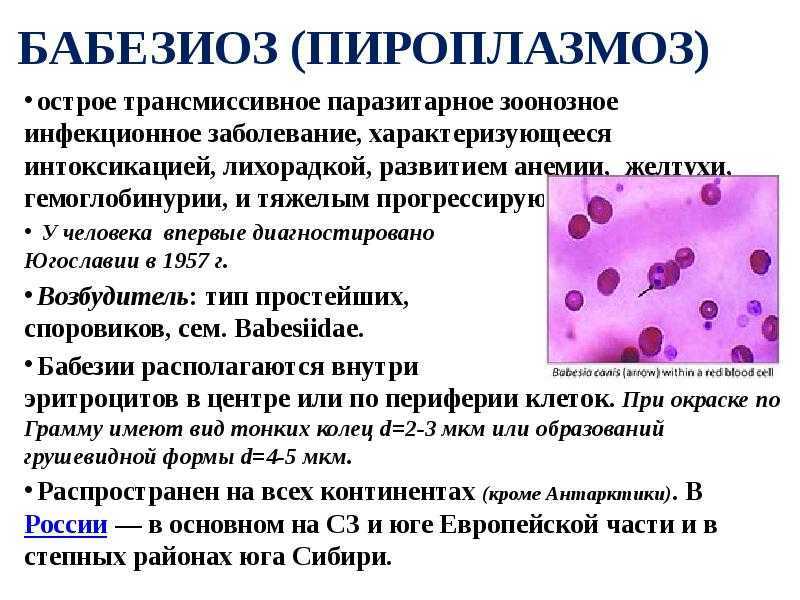 Пироплазмоз у собак - лечение и симптомы | схема лечения бабезиоза у собак