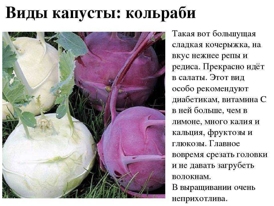 Что нужно сделать чтобы капуста не горчила