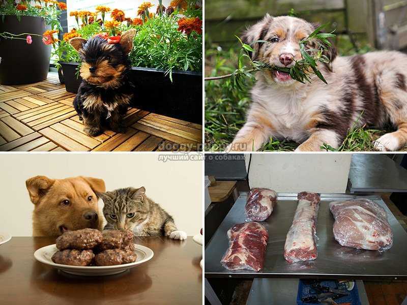 Можно давать свинину собаке. Почему собакам нельзя свинину. Нет свино-собакам.