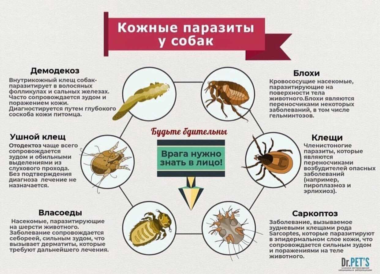 Какие инфекции передаются через укусы кровососущих насекомых. Накожные паразиты у собак. Наружные паразиты животных.