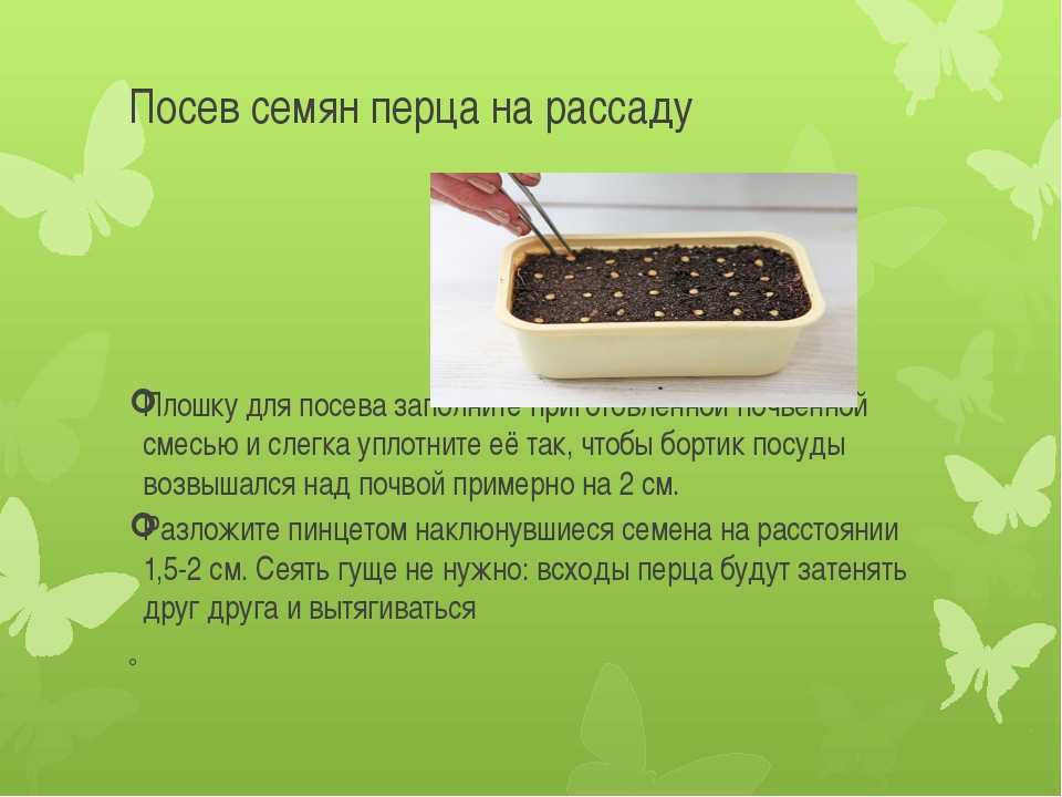 Посеять как пишется. Посев семян. Посадка семян на рассаду. Посев семян перца. Посев перца на рассаду.