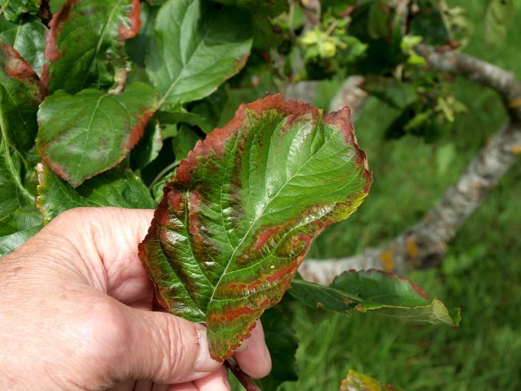 Скручивание листьев на яблоне фото лечение