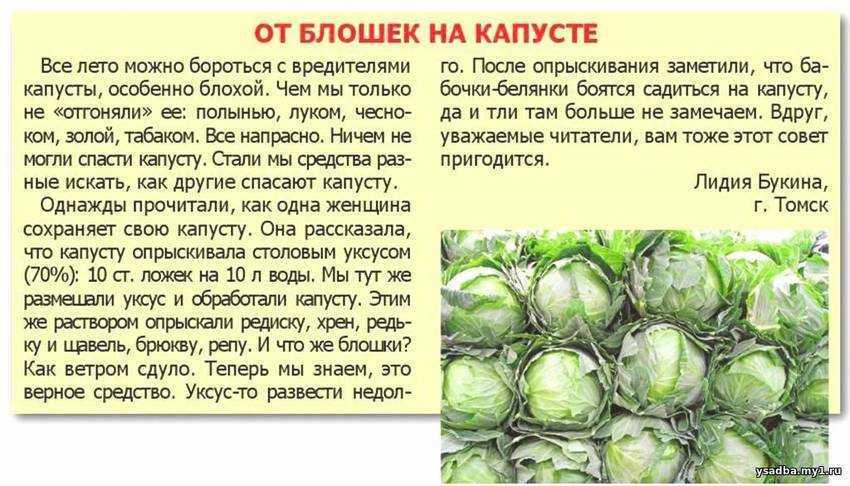 Как вырастить обильный урожай здоровой капусты без химии — викистрой