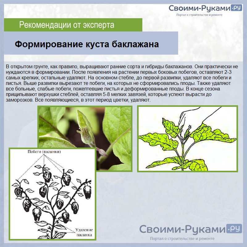 Формировка перца в теплице схема и описание