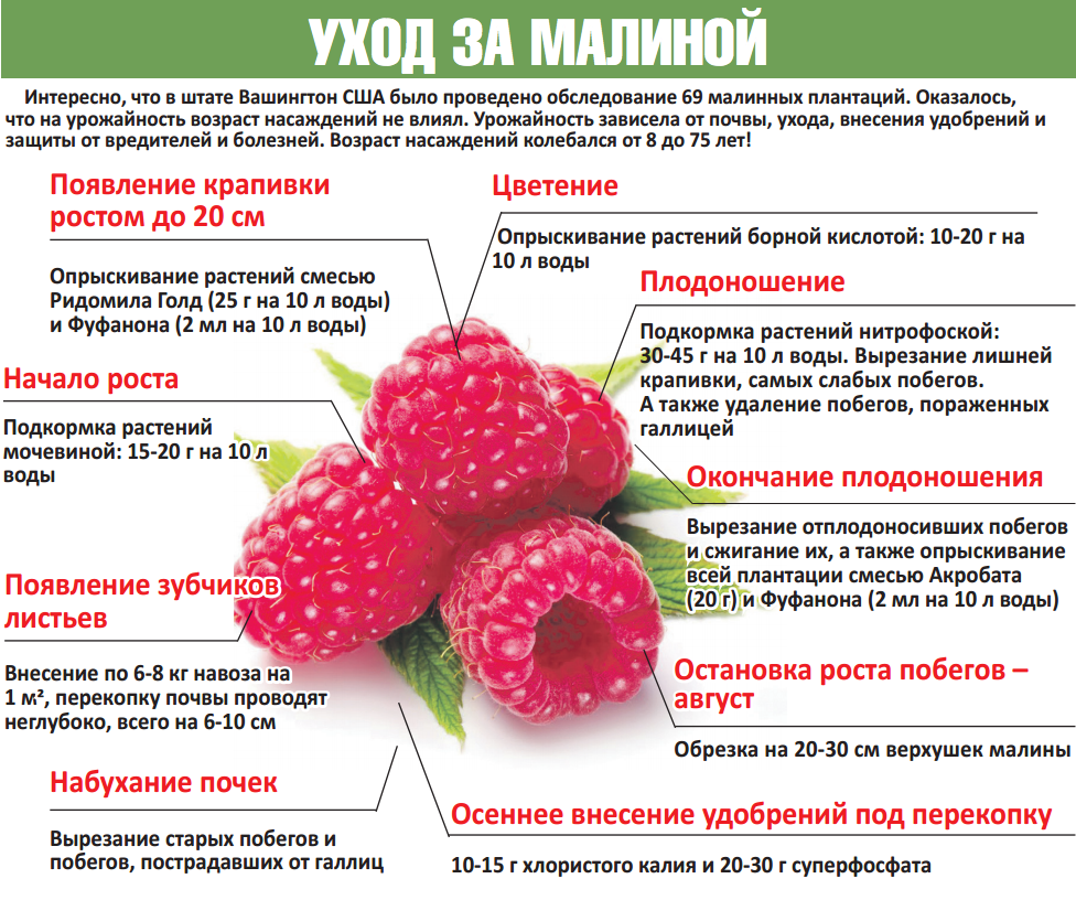 Малина часы работы. Схема подкормки удобрениями малины. Схема удобрения ремонтантной малины. Схемы подкормка ремонтантной малины. Подкормка удобрение малины весной.