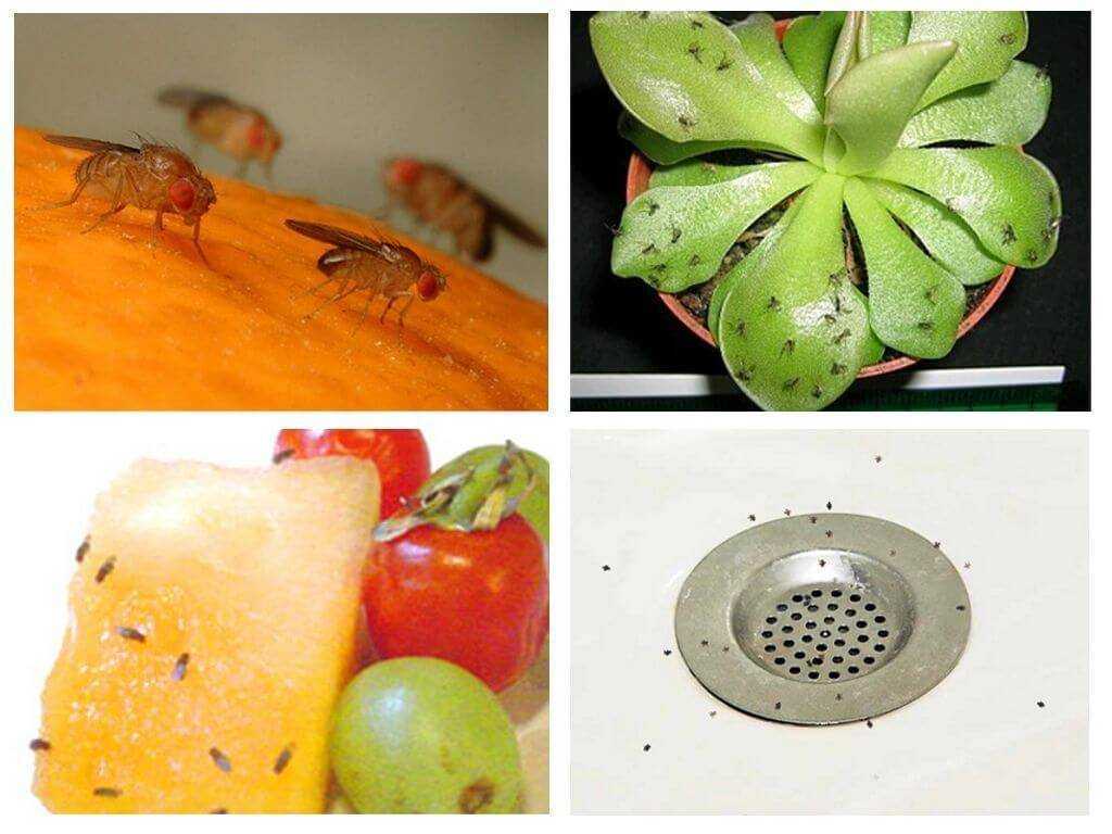 Как избавиться от мошек на кухне: откуда берутся мелкие насекомые и чем травить
