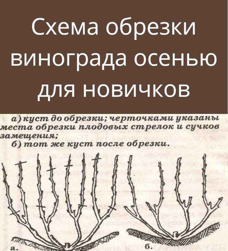 Как обрезать молодой виноград летом от ненужных побегов схема