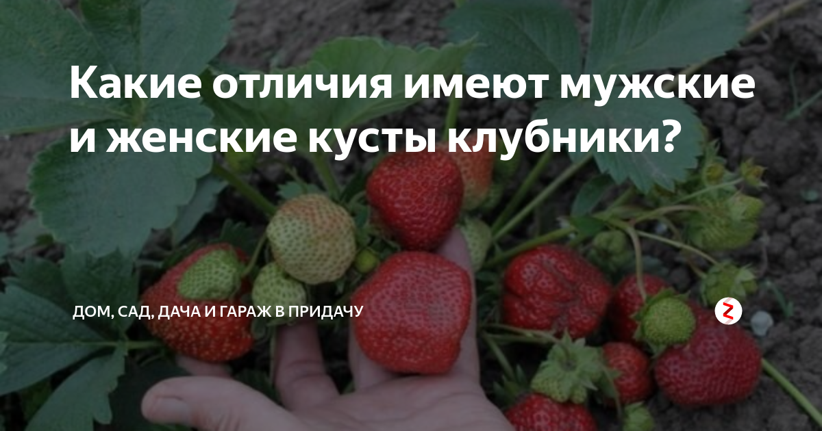 Зачем разделять кусты клубники на «мужские» и «женские», ведь они находятся на одной грядке
