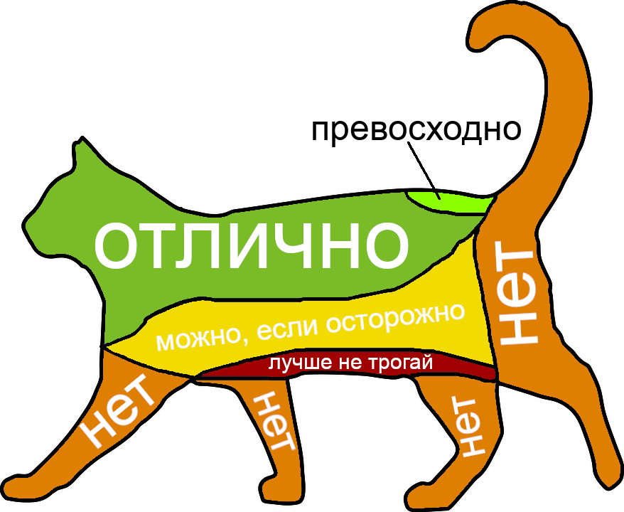 Как правильно гладить кошку. Где можно гладить кошку. Где можно гладить Кошта. Где+можнотгладить+кота. Места где гладить кота.