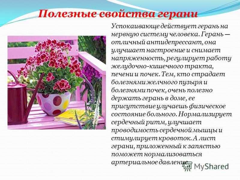 Можно ли держать дома герань: что говорят народные приметы