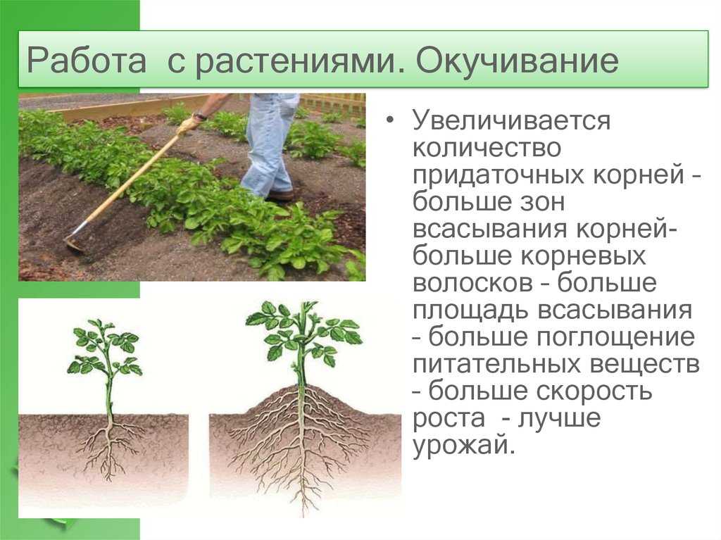 Окучивание картофеля: что это и зачем, как делать прополку