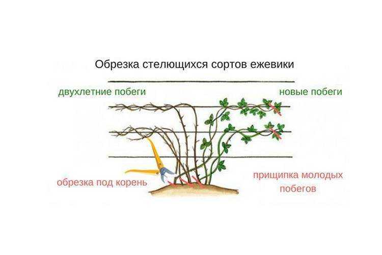 Как сажать ежевику схема