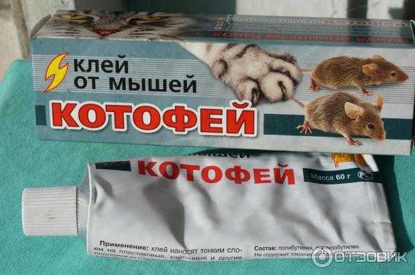 Как очистить кота от клея для мышей