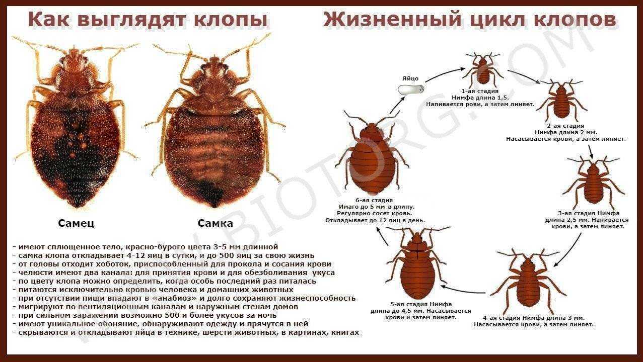 Цикл развития постельного клопа