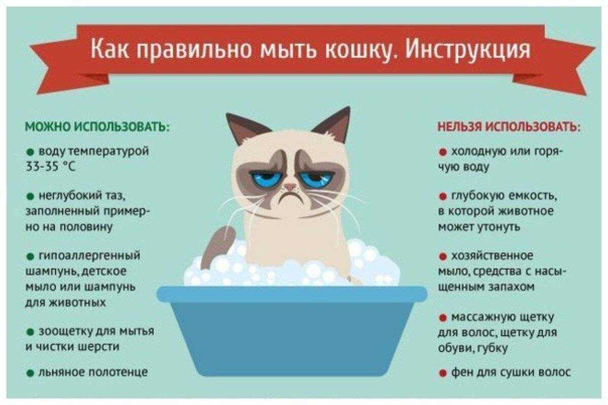 Вода в уши кошкам. Памятка по уходу за котенком. Совет котиков. Как правильно мыть кота. Памятка по уходу за домашними питомцами.