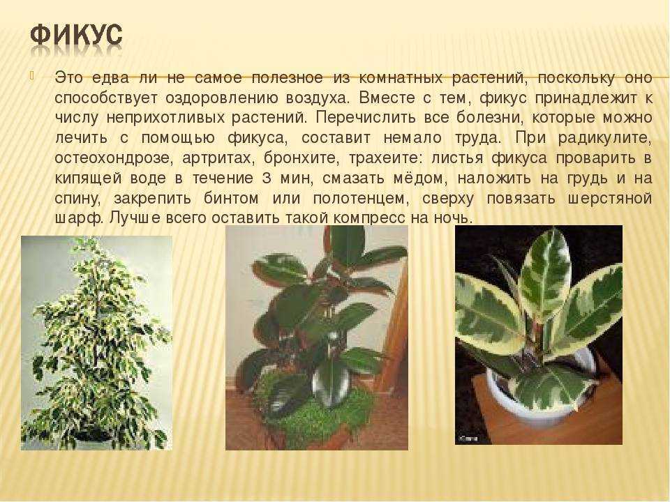 Комнатные растения и их польза для здоровья