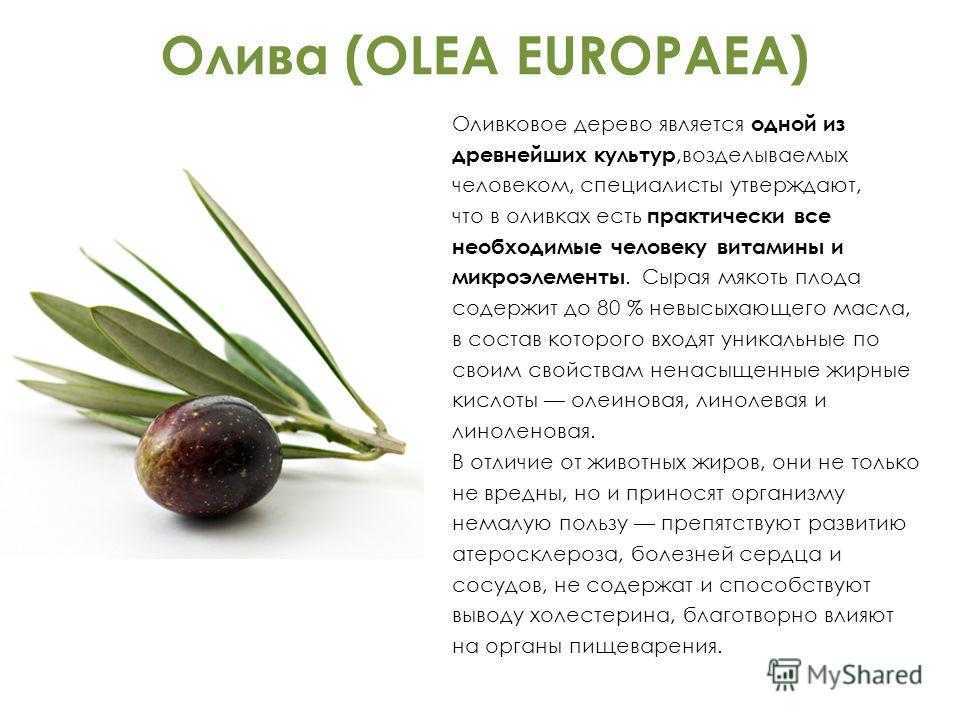 Маслины и оливки — в чем разница?