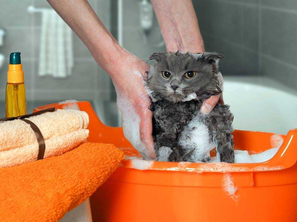 ᐉ уход за котятами без кошки - ➡ motildazoo.ru