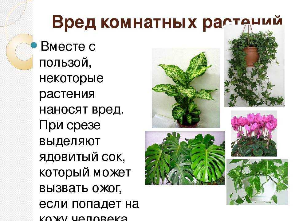 8 видов пользы, которую приносят комнатные растения :: инфониак