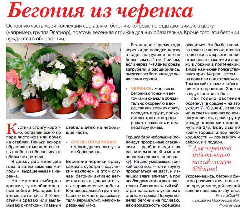 Как сохранить клубневую бегонию до весны