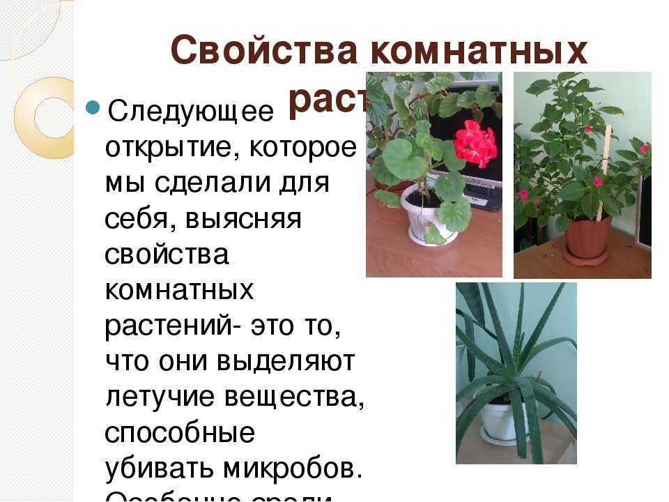 Комнатные растения польза и вред. Полезные цветы. Полезные домашние цветы. Свойства комнатных растений. Полезность комнатных растений.
