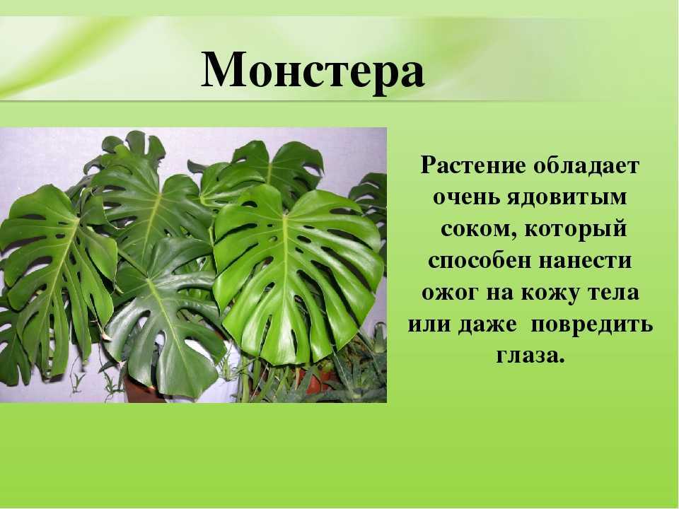 Польза и вред комнатных растений для здоровья: новости, цветы, здоровье, приметы, растение, красота и здоровье