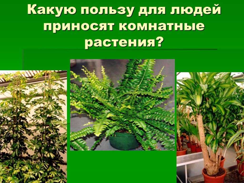 Какие растения приносят. Какую пользу приносят комнатные растения. Растение приносящее пользу людям. Комнатные растения которые приносят пользу человеку. Комнатные растения приносящие пользу человеку.