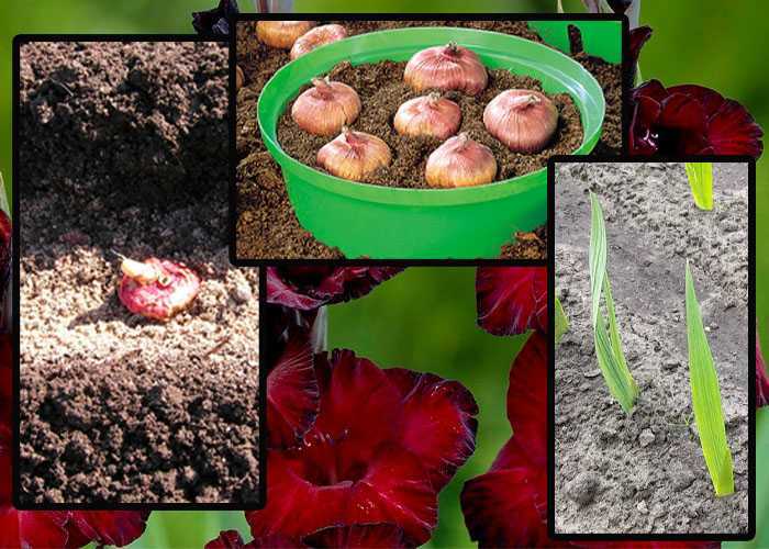Гладиолусы — посадка и уход в открытом грунте. когда и как сажать их весной