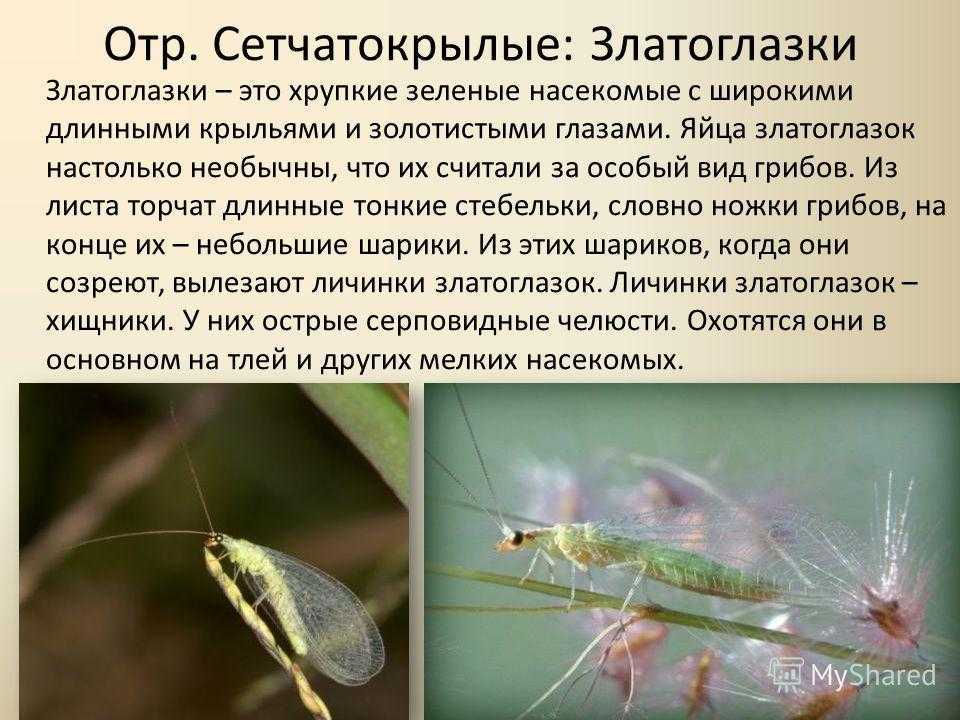 Златоглазка: почему насекомое появляется дома и что делать
