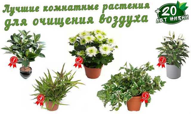 Популярные комнатные растения, очищающие воздух квартиры