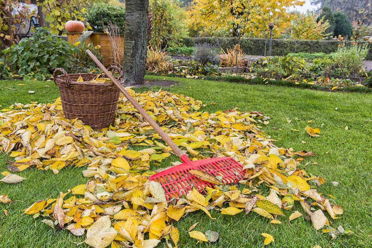 Опавшие листья в саду: когда нужно убирать листву на даче – осенью или весной