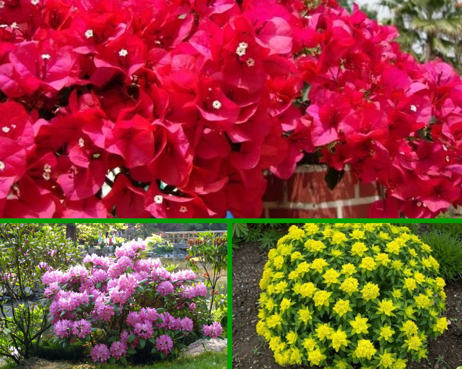 Красивые цветущие кусты многолетники фото и названия
