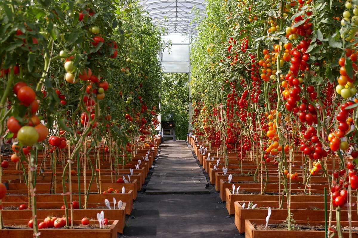 Почему не растут помидоры. Томат Мерлис в промышленной теплице. Теплица с помидорами. Парник для томатов. Томаты в оранжерее.