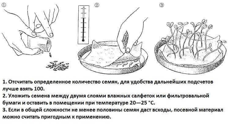 Как упростить выращивание рассады, если у вас мало времени? фото — ботаничка