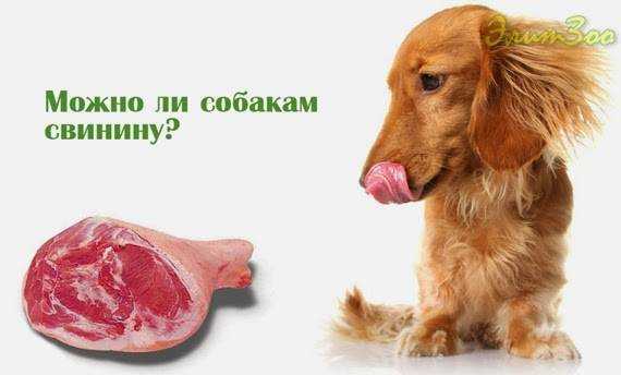 Почему собаке нельзя давать свинину: причины и последствия