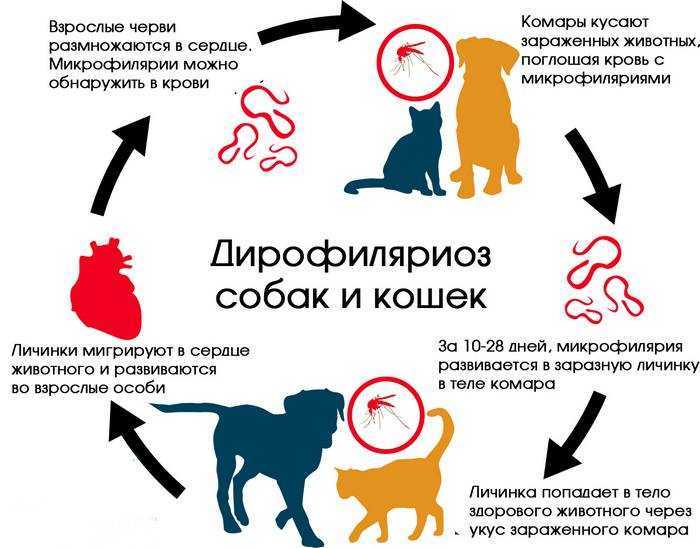 Можно ли заразиться глистами от кошки и собаки?