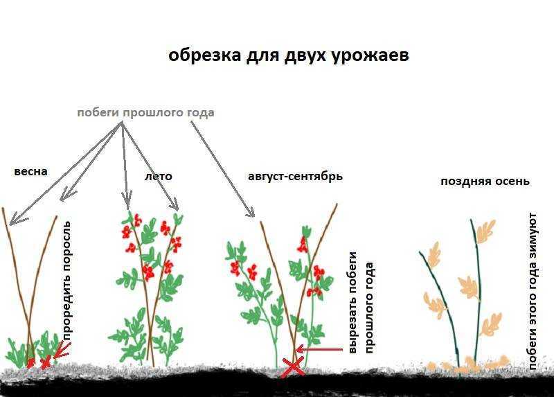 Схема ухода за малиной с весны до осени